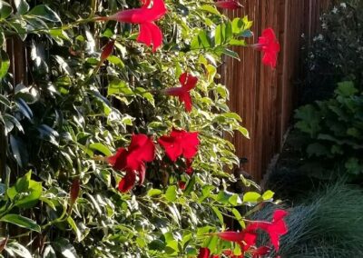 Marin garden maintenance red flowers