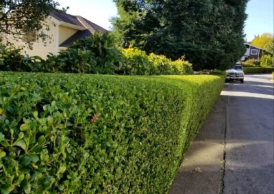 Marin hedge trimming