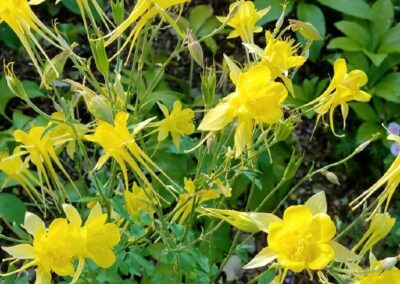 Marin landscape maintenance yellow flowers