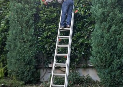 Marin landscaping hedge trimming ladder