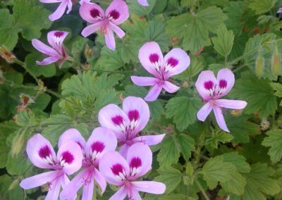 Marin landscaping purple flowers