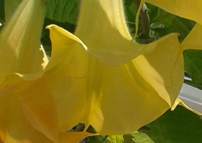 Marin landscaping yellow trumpet flowers