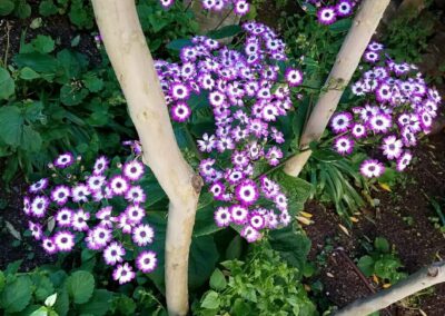 Marin yard maintenance purple flowers